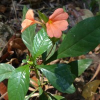 Crossandra infundibuliformis subsp. arida L.H.Cramer